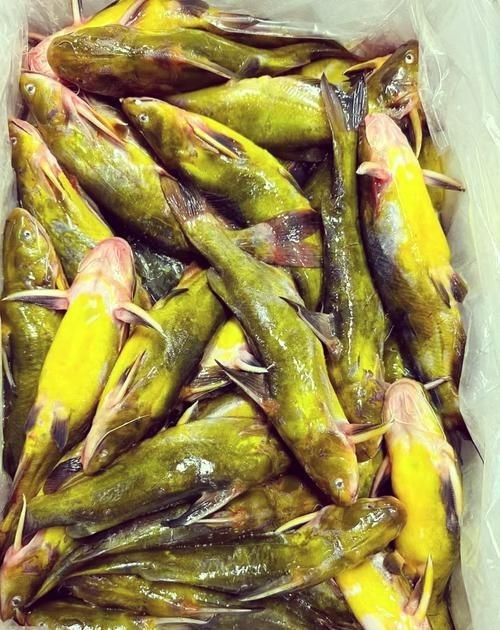 海刺魚圖片:**《海刺魚圖片》* 龍魚論壇 第10張 海刺魚圖片:**《海刺魚圖片》* 海刺魚圖片:**《海刺魚圖片》* 龍魚論壇 第10張