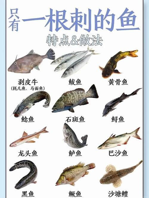 海刺魚圖片:**《海刺魚圖片》* 龍魚論壇 第4張 海刺魚圖片:**《海刺魚圖片》* 海刺魚圖片:**《海刺魚圖片》* 龍魚論壇 第4張