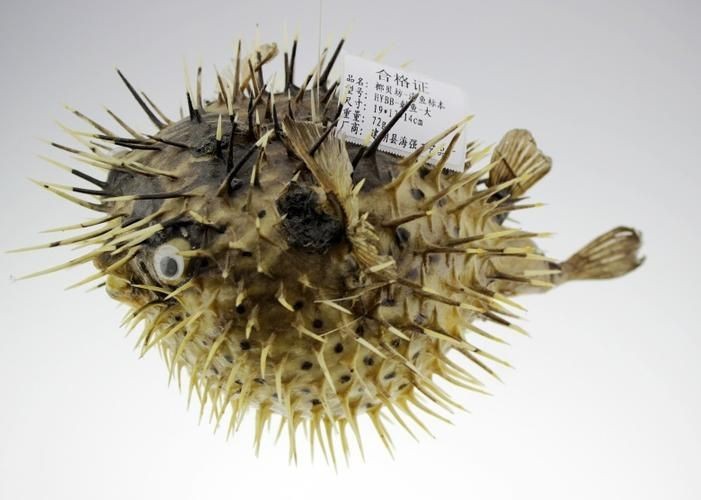 海刺魚圖片:**《海刺魚圖片》* 龍魚論壇 第16張 海刺魚圖片:**《海刺魚圖片》* 海刺魚圖片:**《海刺魚圖片》* 龍魚論壇 第16張
