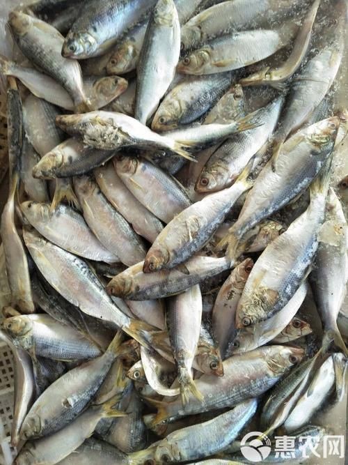 海刺魚圖片:**《海刺魚圖片》* 龍魚論壇 第12張 海刺魚圖片:**《海刺魚圖片》* 海刺魚圖片:**《海刺魚圖片》* 龍魚論壇 第12張