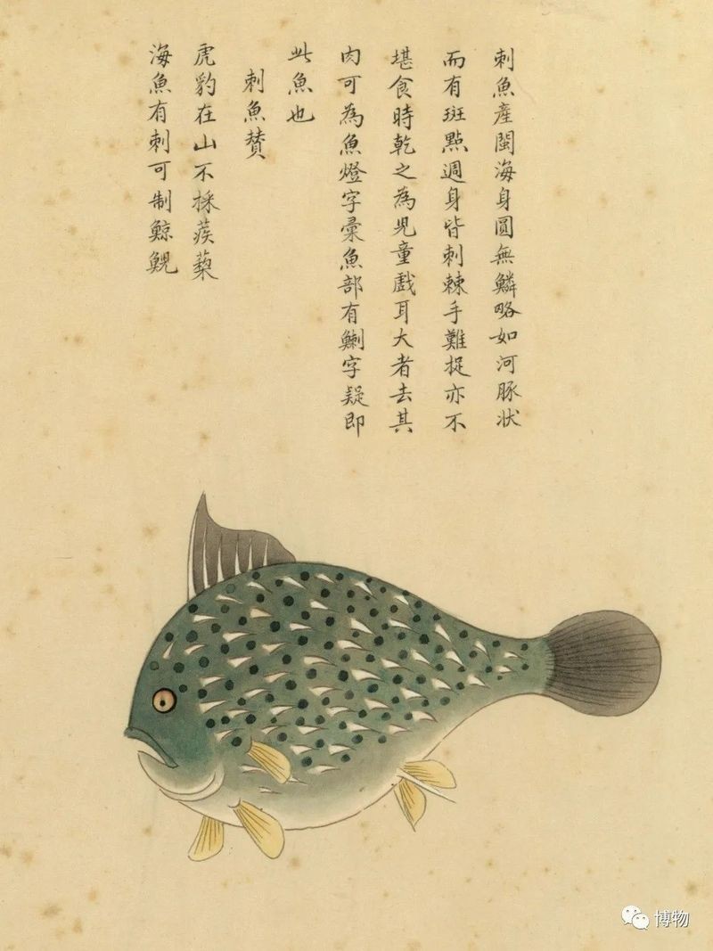 海刺魚圖片:**《海刺魚圖片》* 龍魚論壇 第26張 海刺魚圖片:**《海刺魚圖片》* 海刺魚圖片:**《海刺魚圖片》* 龍魚論壇 第26張