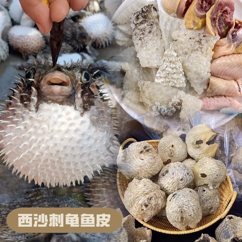 海刺魚圖片:**《海刺魚圖片》* 龍魚論壇 第22張 海刺魚圖片:**《海刺魚圖片》* 海刺魚圖片:**《海刺魚圖片》* 龍魚論壇 第22張