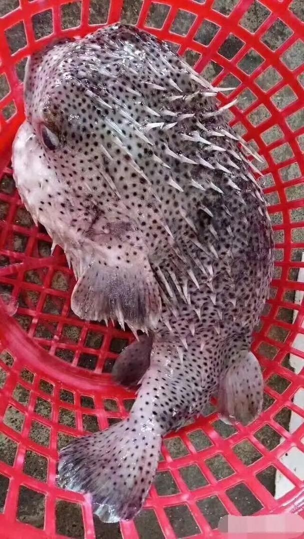 海刺魚圖片:**《海刺魚圖片》* 龍魚論壇 第19張 海刺魚圖片:**《海刺魚圖片》* 海刺魚圖片:**《海刺魚圖片》* 龍魚論壇 第19張