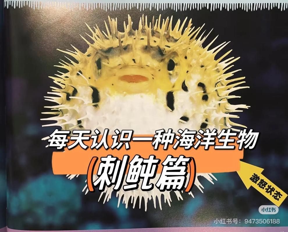 海刺魚圖片:**《海刺魚圖片》* 龍魚論壇 第11張 海刺魚圖片:**《海刺魚圖片》* 海刺魚圖片:**《海刺魚圖片》* 龍魚論壇 第11張