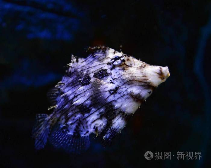 海刺魚圖片:**《海刺魚圖片》* 龍魚論壇 第30張 海刺魚圖片:**《海刺魚圖片》* 海刺魚圖片:**《海刺魚圖片》* 龍魚論壇 第30張