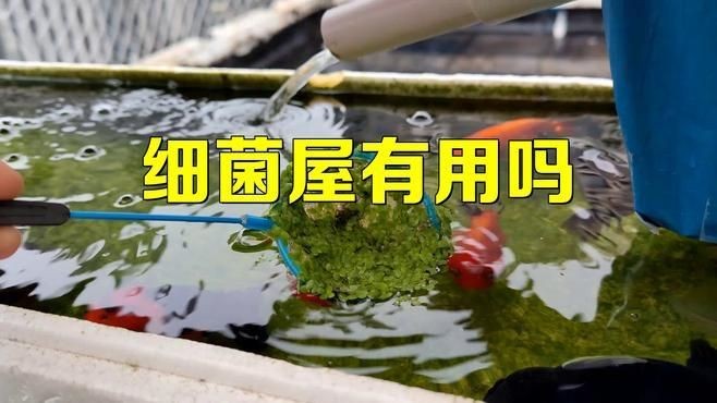 細菌屋直接扔缸里有效果嗎：細菌屋直接扔缸里是否有效果