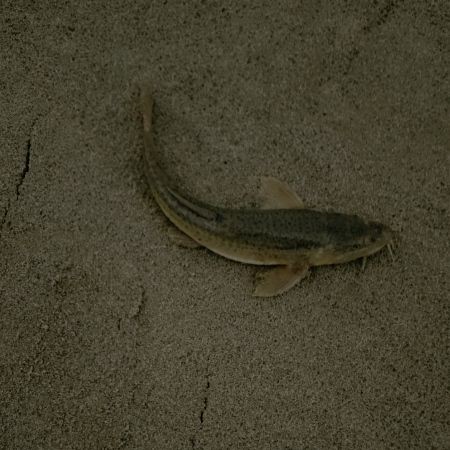 狗頭魚俗稱什么：狗頭魚是一種廣泛分布于我國南方水域的淡水魚類