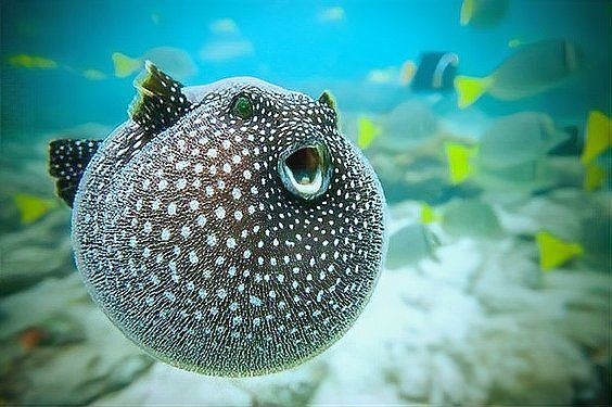 狗頭魚俗稱什么：狗頭魚是一種廣泛分布于我國南方水域的淡水魚類