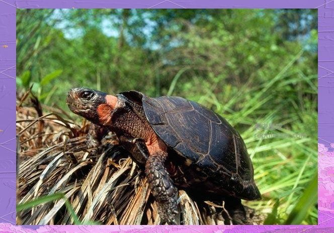 國家禁止養的6種龜：《野生動物保護野生動物保護野生動物保護野生動物保護法》