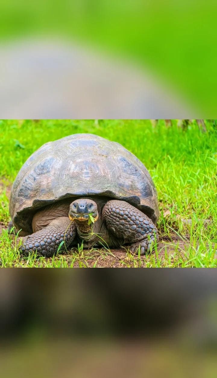 國家禁止養的6種龜：《野生動物保護野生動物保護野生動物保護野生動物保護法》