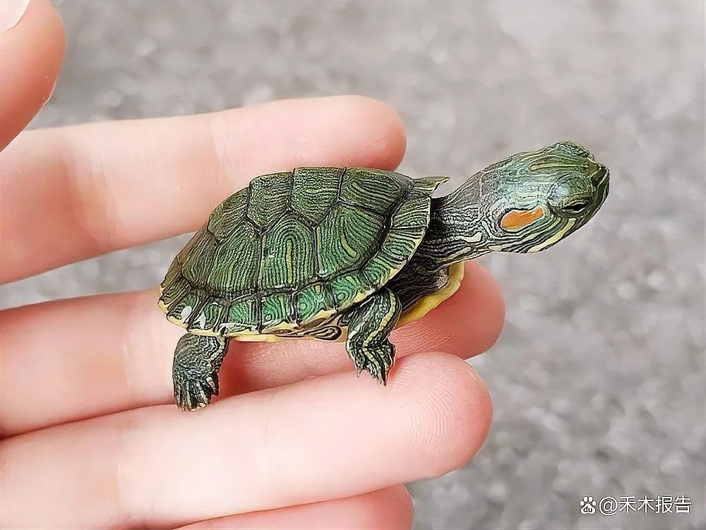 國家禁止養的6種龜：《野生動物保護野生動物保護野生動物保護野生動物保護法》