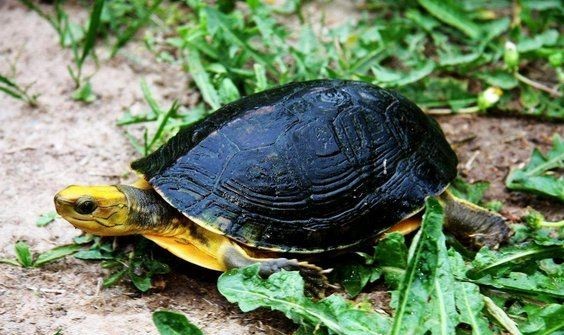 國家禁止養的6種龜：《野生動物保護野生動物保護野生動物保護野生動物保護法》
