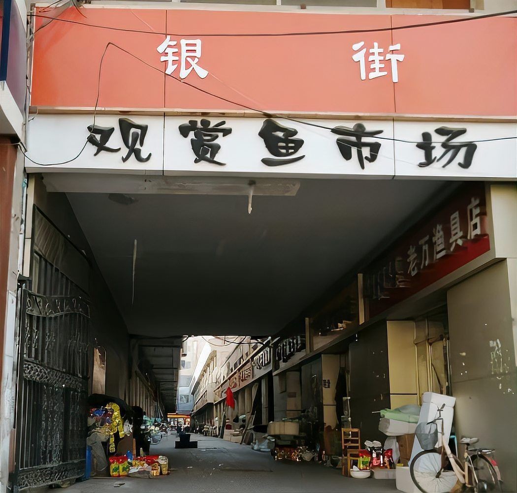 呼和浩特龍魚店：《呼和浩特龍魚店》