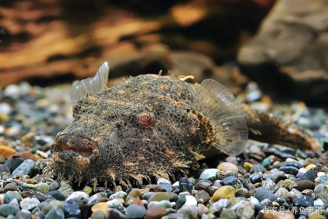 狗頭魚為何不能隨便養:狗頭魚的飼養技術 龍魚論壇 第16張 狗頭魚為何不能隨便養:狗頭魚的飼養技術 狗頭魚為何不能隨便養:狗頭魚的飼養技術 龍魚論壇 第16張