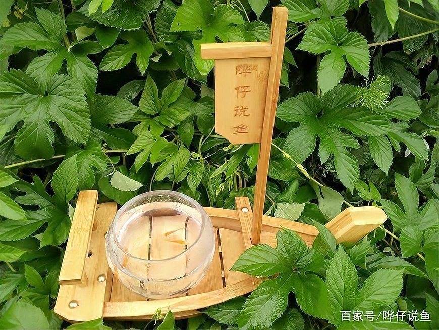 狗頭魚為何不能隨便養:狗頭魚的飼養技術 龍魚論壇 第18張 狗頭魚為何不能隨便養:狗頭魚的飼養技術 狗頭魚為何不能隨便養:狗頭魚的飼養技術 龍魚論壇 第18張