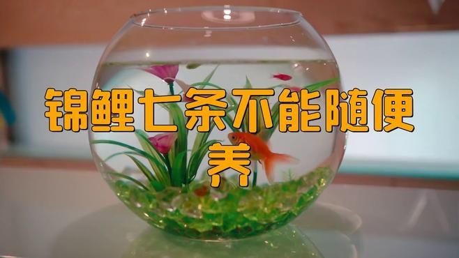 家里養7條錦鯉好不好：《家里養7條錦鯉好不好》