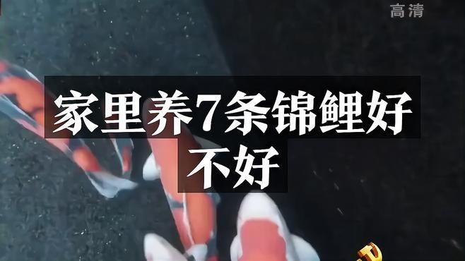 家里養7條錦鯉好不好：《家里養7條錦鯉好不好》