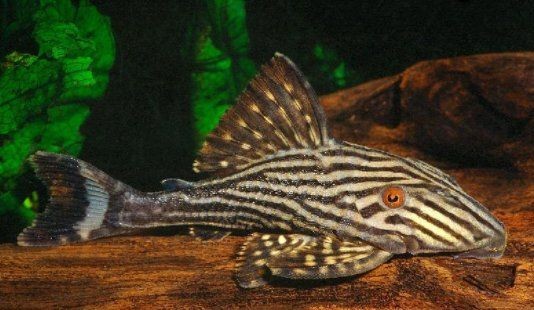 哥綠異型魚：哥倫比亞綠皮皇冠豹（俗稱哥綠）是異型魚中皇冠豹