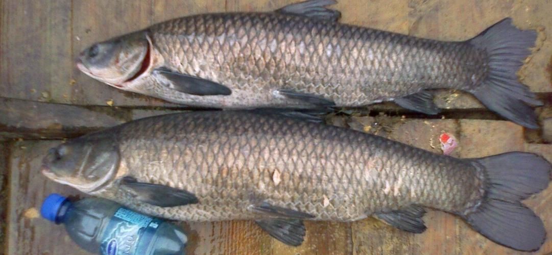 海里青魚(yú)圖片：海里青魚(yú)——海洋中的隱士 海里青魚(yú)圖片：海里青魚(yú)——海洋中的隱士 龍魚(yú)論壇 第19張
