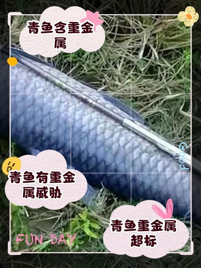 海里青魚(yú)圖片：海里青魚(yú)——海洋中的隱士 海里青魚(yú)圖片：海里青魚(yú)——海洋中的隱士 龍魚(yú)論壇 第11張