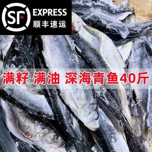海里青魚(yú)圖片：海里青魚(yú)——海洋中的隱士 海里青魚(yú)圖片：海里青魚(yú)——海洋中的隱士 龍魚(yú)論壇 第16張