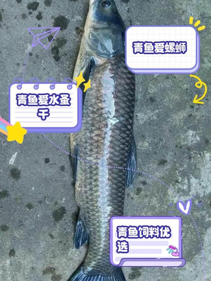 海里青魚(yú)圖片：海里青魚(yú)——海洋中的隱士 海里青魚(yú)圖片：海里青魚(yú)——海洋中的隱士 龍魚(yú)論壇 第9張