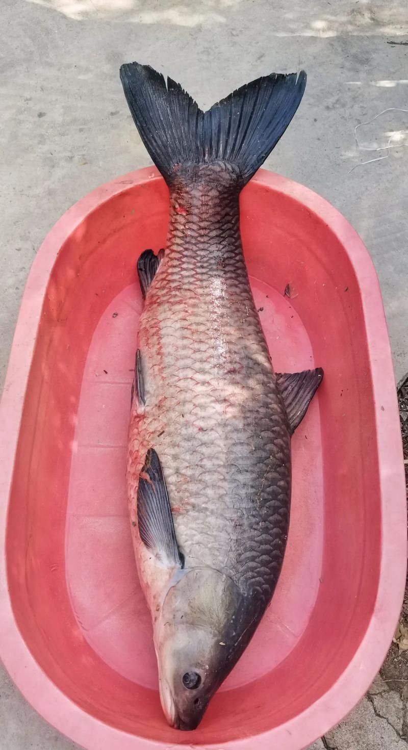 海里青魚(yú)圖片：海里青魚(yú)——海洋中的隱士 海里青魚(yú)圖片：海里青魚(yú)——海洋中的隱士 龍魚(yú)論壇 第10張