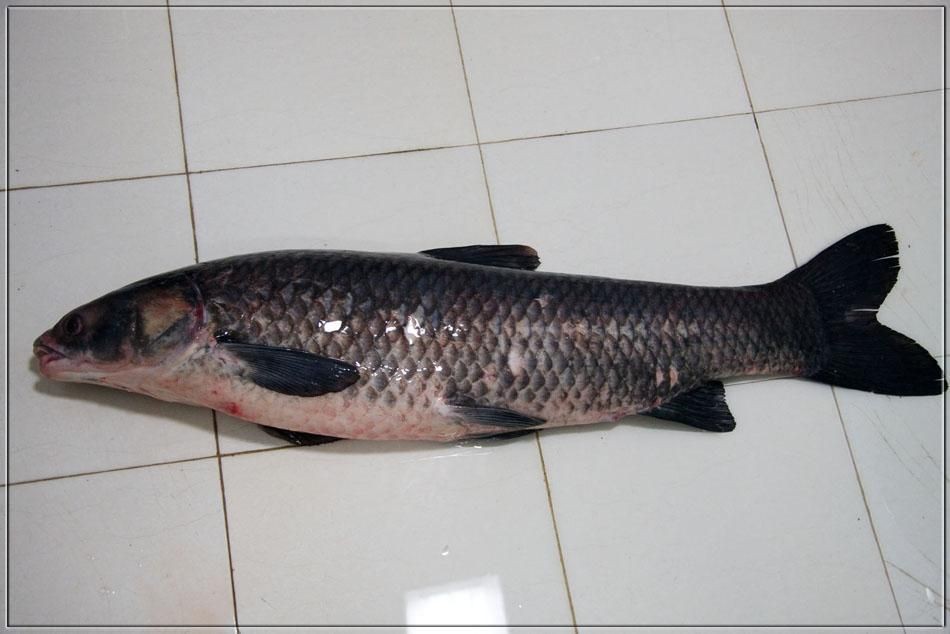 海里青魚(yú)圖片：海里青魚(yú)——海洋中的隱士 海里青魚(yú)圖片：海里青魚(yú)——海洋中的隱士 龍魚(yú)論壇 第8張