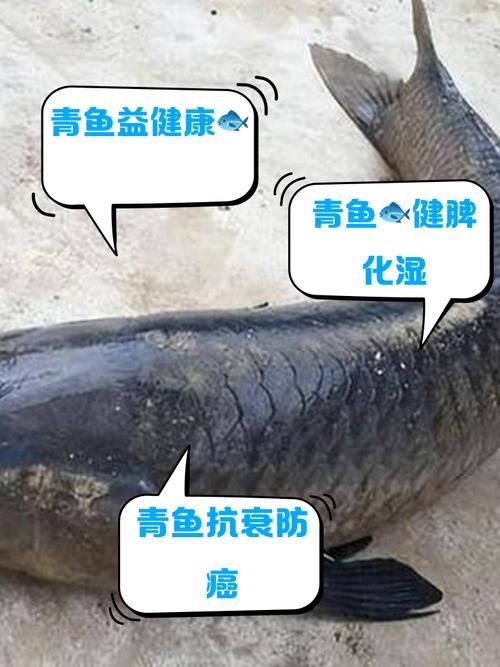 海里青魚(yú)圖片：海里青魚(yú)——海洋中的隱士 海里青魚(yú)圖片：海里青魚(yú)——海洋中的隱士 龍魚(yú)論壇 第14張