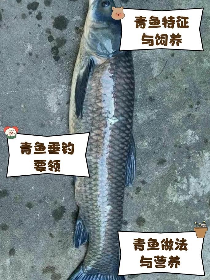 詳細閱讀:海里青魚圖片:海里青魚——海洋中的隱士 海里青魚圖片:海里青魚——海洋中的隱士