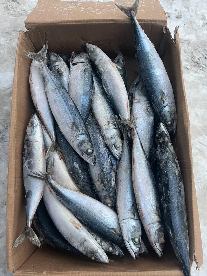 海里青魚(yú)圖片：海里青魚(yú)——海洋中的隱士 海里青魚(yú)圖片：海里青魚(yú)——海洋中的隱士 龍魚(yú)論壇 第6張