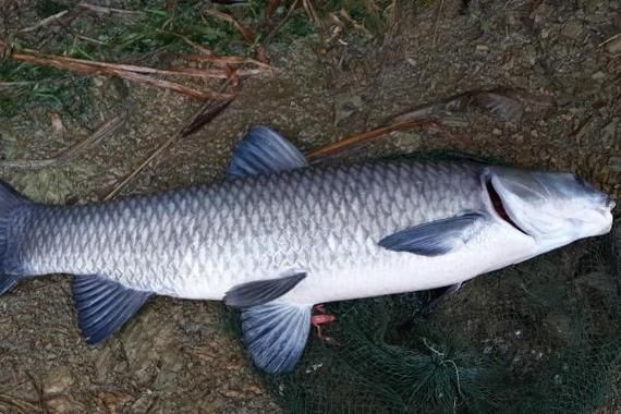 海里青魚(yú)圖片：海里青魚(yú)——海洋中的隱士 海里青魚(yú)圖片：海里青魚(yú)——海洋中的隱士 龍魚(yú)論壇 第13張