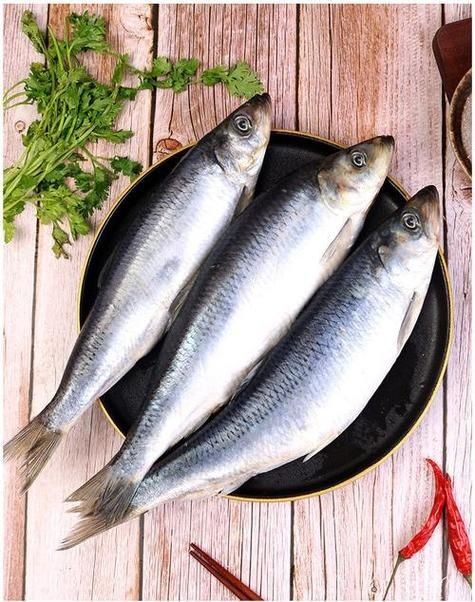 海里青魚(yú)圖片：海里青魚(yú)——海洋中的隱士 海里青魚(yú)圖片：海里青魚(yú)——海洋中的隱士 龍魚(yú)論壇 第12張