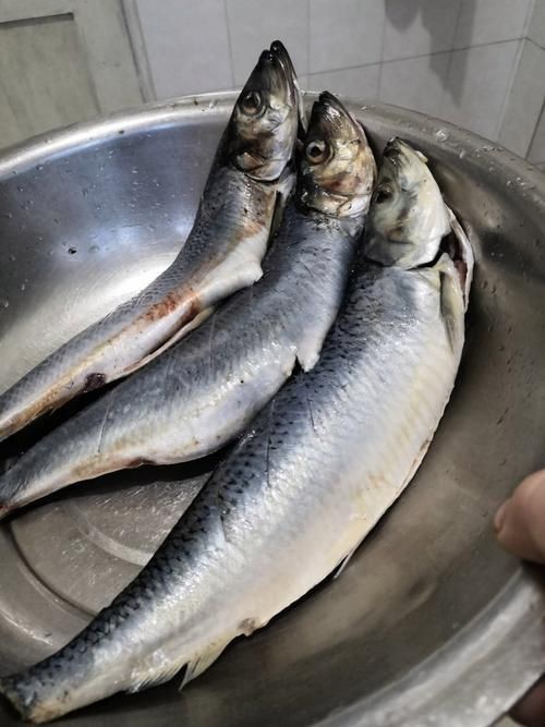 海里青魚(yú)圖片：海里青魚(yú)——海洋中的隱士 海里青魚(yú)圖片：海里青魚(yú)——海洋中的隱士 龍魚(yú)論壇 第15張