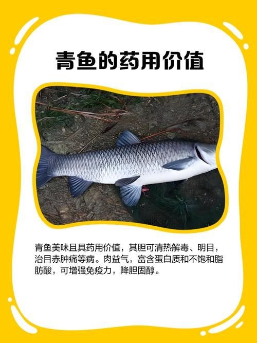 海里青魚(yú)圖片：海里青魚(yú)——海洋中的隱士 海里青魚(yú)圖片：海里青魚(yú)——海洋中的隱士 龍魚(yú)論壇 第7張