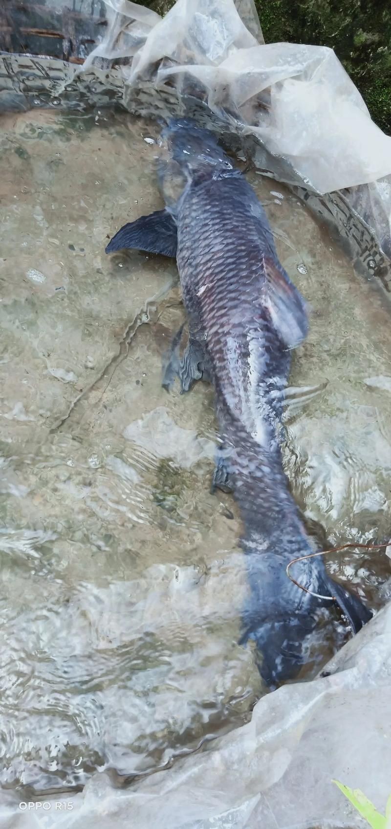 海里青魚(yú)圖片：海里青魚(yú)——海洋中的隱士 海里青魚(yú)圖片：海里青魚(yú)——海洋中的隱士 龍魚(yú)論壇 第4張