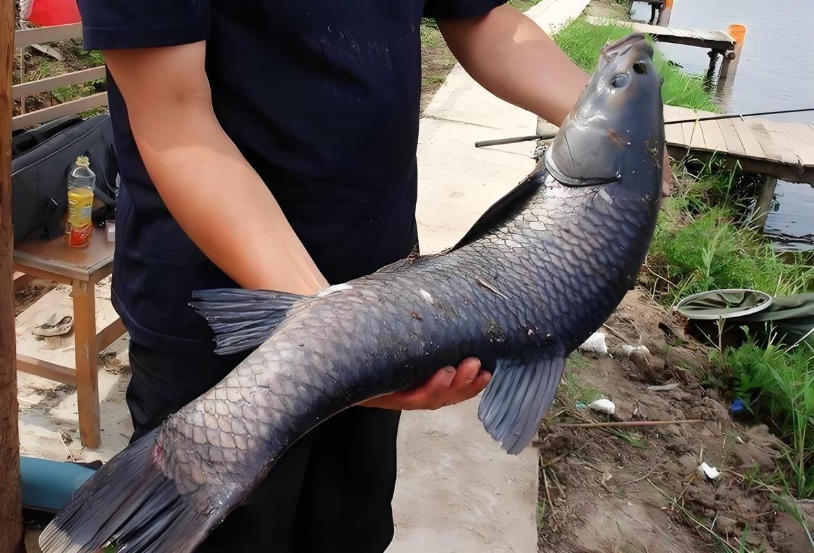 海里青魚(yú)圖片：海里青魚(yú)——海洋中的隱士 海里青魚(yú)圖片：海里青魚(yú)——海洋中的隱士 龍魚(yú)論壇 第18張