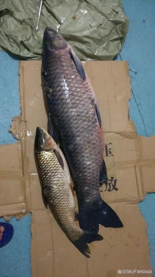 海里青魚(yú)圖片：海里青魚(yú)——海洋中的隱士 海里青魚(yú)圖片：海里青魚(yú)——海洋中的隱士 龍魚(yú)論壇 第17張