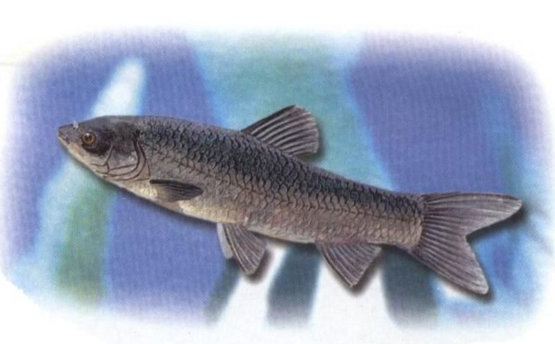 海里青魚(yú)圖片：海里青魚(yú)——海洋中的隱士 海里青魚(yú)圖片：海里青魚(yú)——海洋中的隱士 龍魚(yú)論壇 第22張