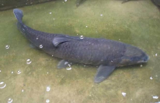 海里青魚(yú)圖片：海里青魚(yú)——海洋中的隱士 海里青魚(yú)圖片：海里青魚(yú)——海洋中的隱士 龍魚(yú)論壇 第21張