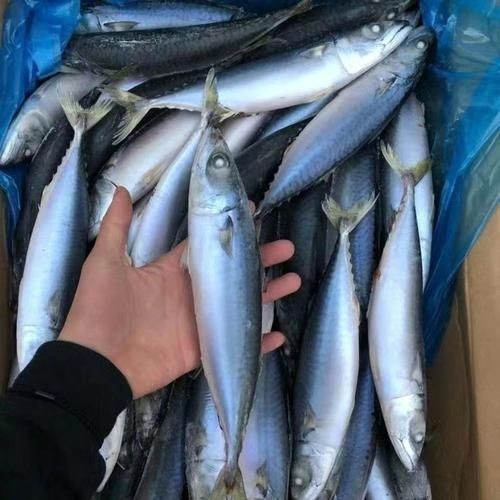海里青魚(yú)圖片：海里青魚(yú)——海洋中的隱士 海里青魚(yú)圖片：海里青魚(yú)——海洋中的隱士 龍魚(yú)論壇 第25張