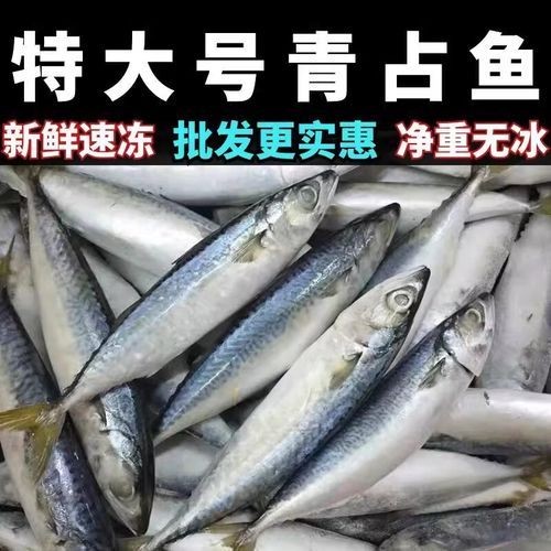 海里青魚(yú)圖片：海里青魚(yú)——海洋中的隱士 海里青魚(yú)圖片：海里青魚(yú)——海洋中的隱士 龍魚(yú)論壇 第24張