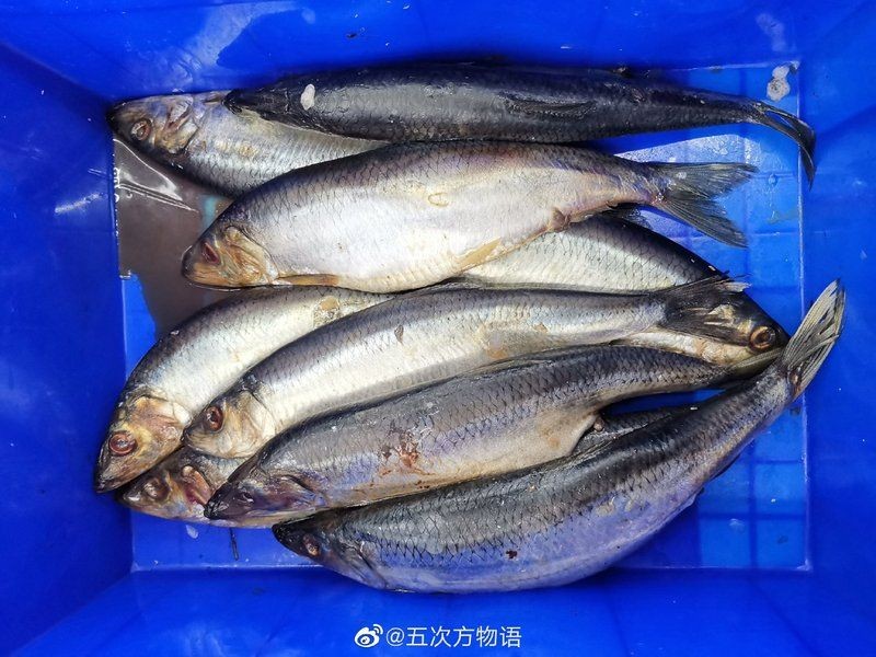 海里青魚(yú)圖片：海里青魚(yú)——海洋中的隱士 海里青魚(yú)圖片：海里青魚(yú)——海洋中的隱士 龍魚(yú)論壇 第30張