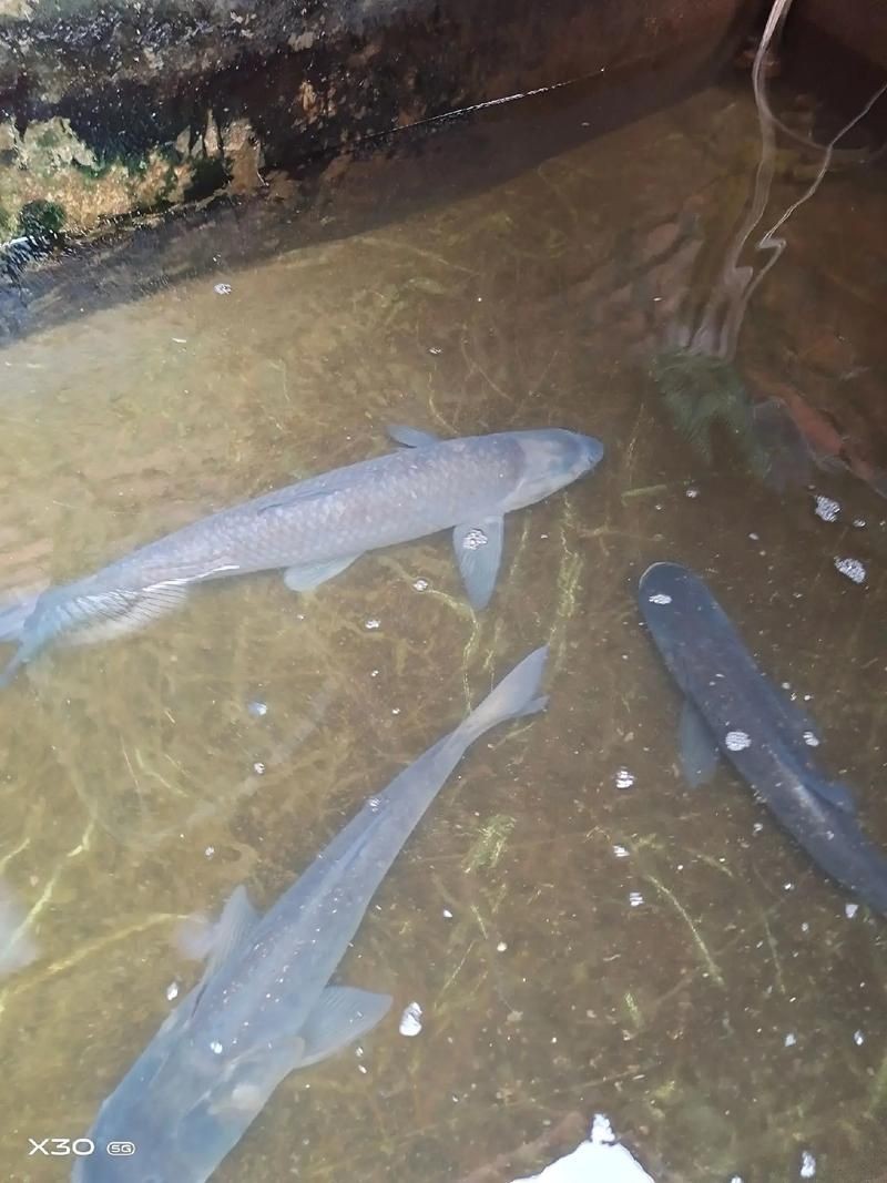 海里青魚(yú)圖片：海里青魚(yú)——海洋中的隱士 海里青魚(yú)圖片：海里青魚(yú)——海洋中的隱士 龍魚(yú)論壇 第23張