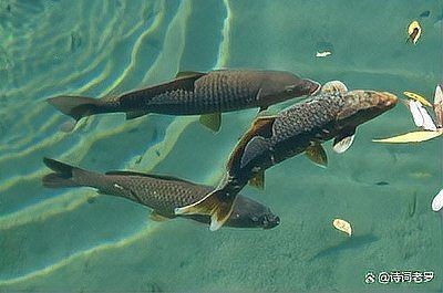 海里青魚(yú)圖片：海里青魚(yú)——海洋中的隱士 海里青魚(yú)圖片：海里青魚(yú)——海洋中的隱士 龍魚(yú)論壇 第28張
