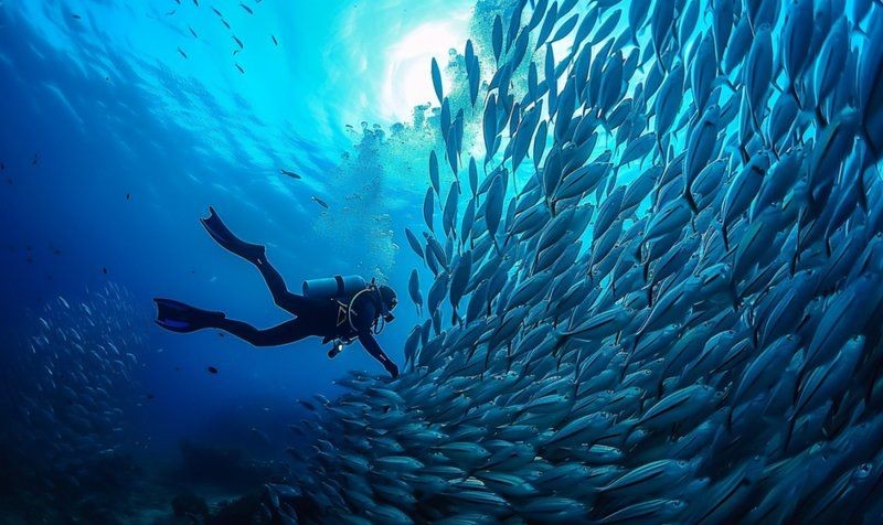 各種海魚的圖片及名稱 圖解：16種常見海魚種類圖解及特點及做法，看看你吃過幾種