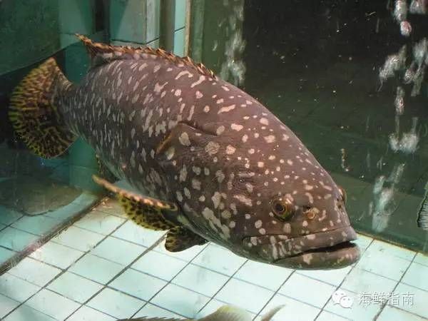 各種海魚的圖片及名稱 圖解：16種常見海魚種類圖解及特點及做法，看看你吃過幾種