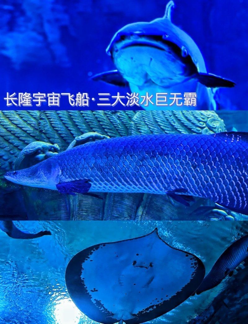 金絲貓魚能長多大：如何為金絲貓魚提供最佳養(yǎng)殖環(huán)境