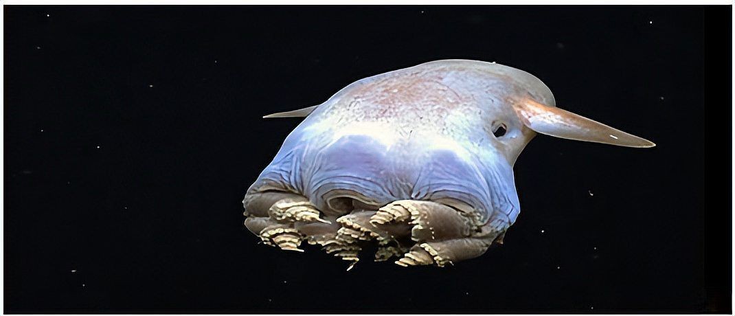 深海龍魚長什么樣：深海龍魚是一類棲息于漆黑深海的奇特魚類，其外形充滿威懾力