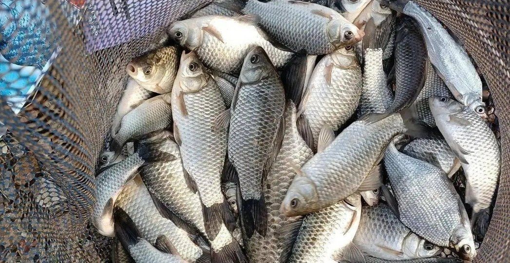 混養魚必買十種餌料：混養塘釣魚餌料配方
